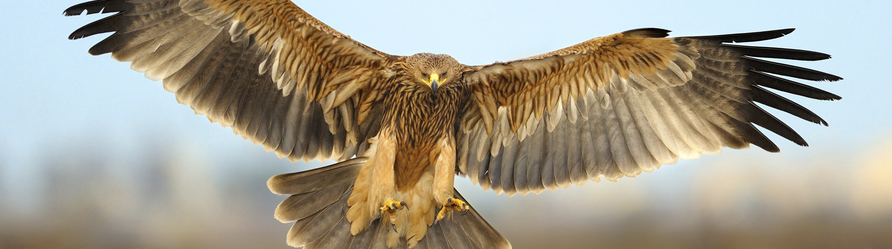 Имперского орла (Aquila heliaca). Испанский Императорский Орел. Imperial Eagle. Русский Орел в небе.